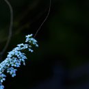 조팝나무꽃 이미지