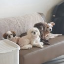 마미펫살롱 | 셀프미용장비 소개 방법😍#엑스퍼트 바비온EP33 펫프로이발기,#petzone부분이발기.#샘슨살롱애견미용의자...