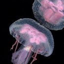 젤리피쉬 이미지