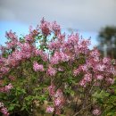 살바토레펜션 이미지