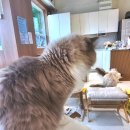 폴인캣츠 이미지