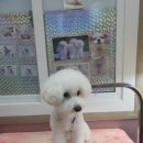 The dog 애견미용샵 네이버블로그