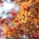 경상남도산림환경연구원 | 진주수목원 (경상남도산림환경연구원) 11월26일 가을