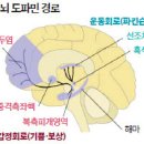 도파민