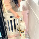 사랑둥이 몽글이네 이미지