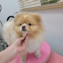 토비네 살롱 이미지