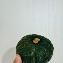 제주 태린농장