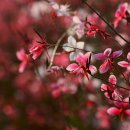 꽃밭에서 이미지