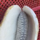 강준혁농장 이미지