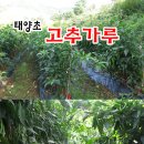 ★★★ 강원도고랭지 절임배추 예약중 ★★★ **반양건고추가루** 이미지