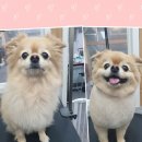 멍스바스 이미지