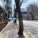 아르밤 펫 네이버블로그