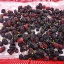 버드네농장 이미지