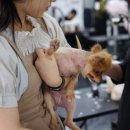 꿈의 애견미용 이미지