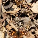 판타지아청량정 이미지