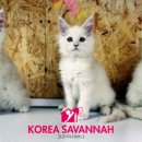 러블리메인쿤 이미지