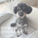 강아지 미용실 | 청주 금천동 애견미용실 [꾸미몽] 용정동 강아지 미용 후기