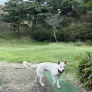 [골프일기] 양산 에덴밸리cc 3부 솔직후기