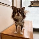 태성동물병원 이미지