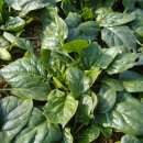 신월농장 이미지