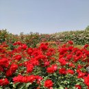 성주관광주유소 이미지