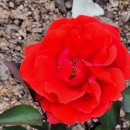 장미태양광발전소 이미지