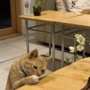 우주주택 이미지