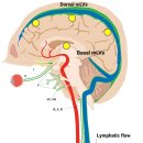 북부보건과 치매관리팀 | 병원도 알려주지 않는 뇌 건강의 비밀: 치매 예방부터 숙면을 통한 뇌 청소까지