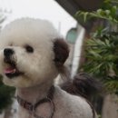 강아지 마법사 골드맘 이미지