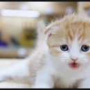 블리스캣 이미지