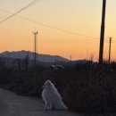 [파주] 애견동반 임진강 캠핑장강나루야영장 후기 | 시골감성 촌동네