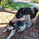 제주애월당귤 이미지