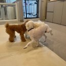 엔젤라독 | 수성구애견미용 반려견과의 특별한 하루, 엔젤라독 이용 후기