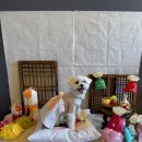 멍스 크로스 이미지