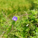 둥근잎미국나팔꽃 Ipomoea hederacea var. integriuscula A. Gray 변종 이미지