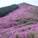 전북 남원 .장수 봉화산 철쭉 산행 공지 이미지