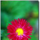 채송화농장 이미지