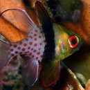 파자마 카디날 피쉬(Pajama Cardinal Fish) 이미지