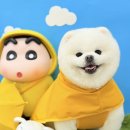 그루머 댄 이미지