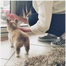 블리독 - 강북구 도봉로 388 | 믿고 찾은 수원강아지분양 블리독 후기:))