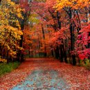 트럼프가 싸인해서 이재명에게 선물로 준 채식 식단 메뉴는 도대체 무슨 의미일까? 이미지