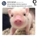 경대김밥 이미지