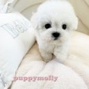 부산강아지분양 퍼피몰리 이미지