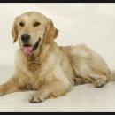 강아지영토 이미지