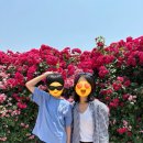 끝물이지만 아직 가볼만한 경산 대부잠수교 장미터널, 대구 보정당 디카페인 라떼