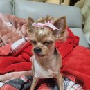 웰니스동물병원(수완점) 이미지