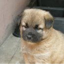 똥강아지 이미지