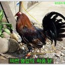 방 복싱 이미지