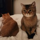 고양이이발관(부천신중동점) 이미지