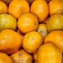 남곤농장 | 타이벡 감귤 제주 직송, 5kg 대용량 겨울철 아이간식 추천